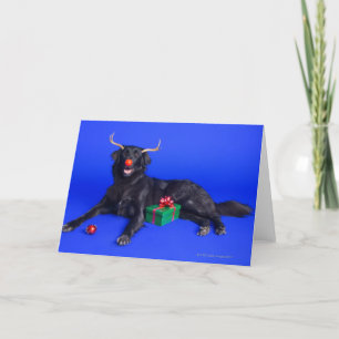 Perro del navidad