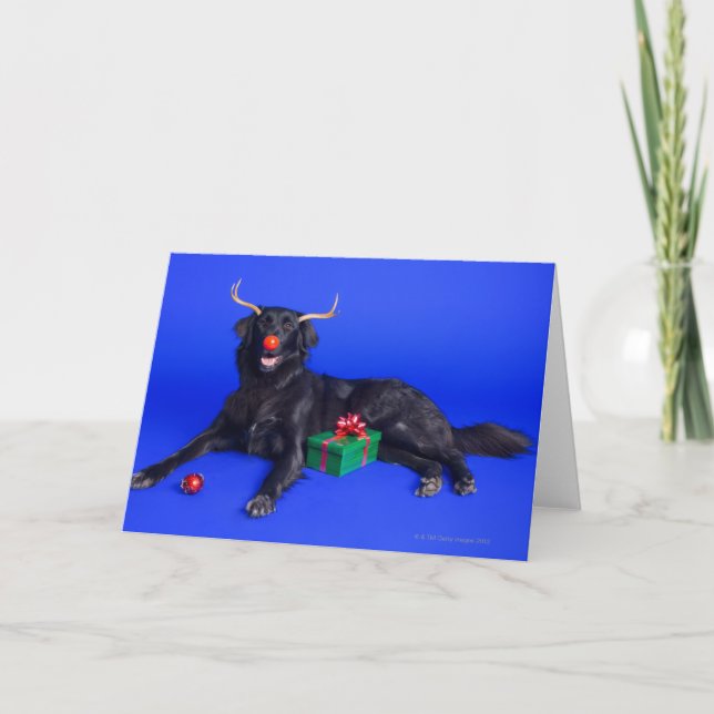 Perro del navidad (Anverso)