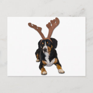 Perro del navidad de Entlebucher