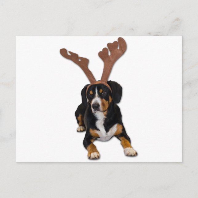 Perro del navidad de Entlebucher (Anverso)