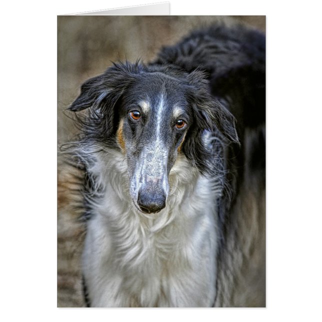 Perro del rescate del Borzoi (Frente)