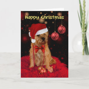 Perro del Territorio Fronterizo En Un Navidad Feli