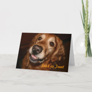 Perro del truco o de la invitación