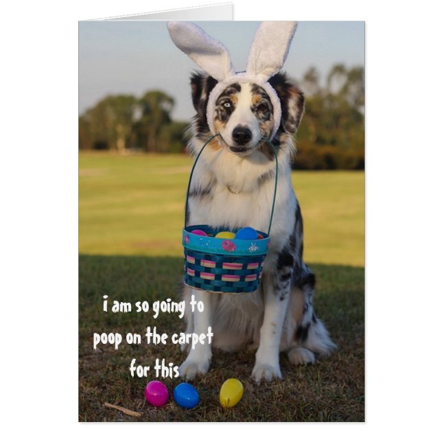 Perro Disfrazado de Conejo de Pascua Pastor Austra (Frente)