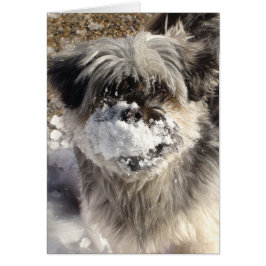 Perro divertido con nieve en la nariz