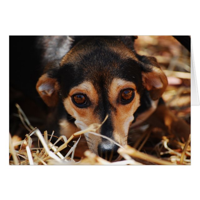 Perro dulce tendido en heno (Anverso (Horizontal))