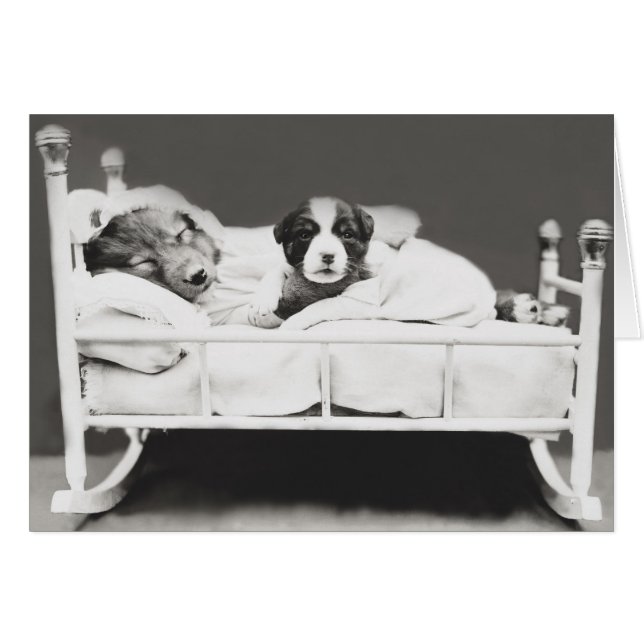 Perro duradero de cosecha y tarjeta de porcino (Anverso (Horizontal))