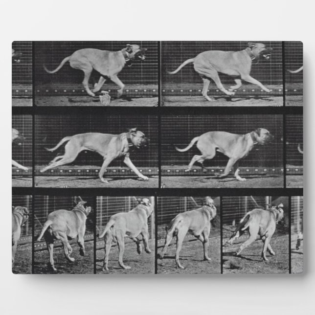 Perro en circulación, placa 707 de "Locomoción ani (Frente)