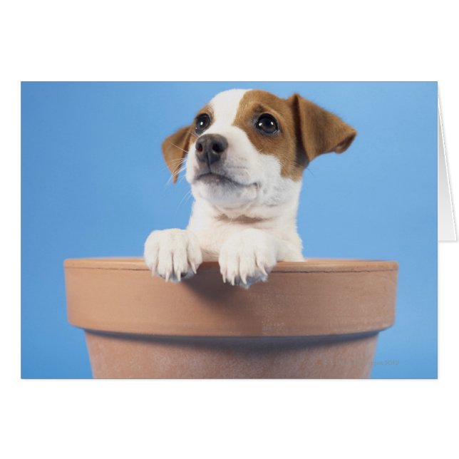 Perro en la orilla (Anverso (Horizontal))