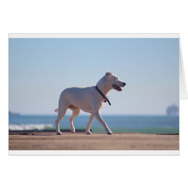 Perro en la playa (Anverso (Horizontal))