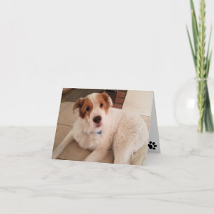 Perro en tarjeta de nota en blanco con huellas de 