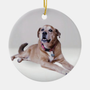 Perro en un ornamento