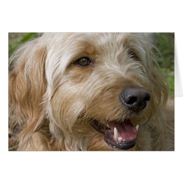 Perro feliz (Anverso (Horizontal))