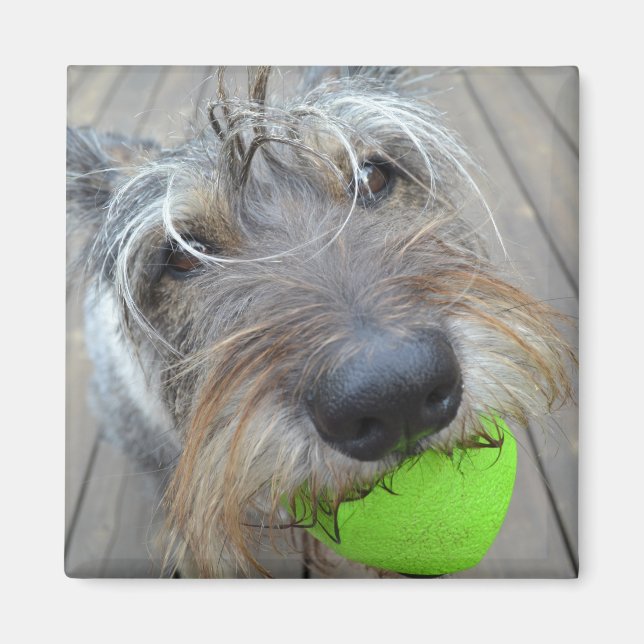 Perro feliz con imán de bolas (Frente)
