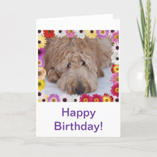 Perro Golden Doodle en la tarjeta de cumpleaños de