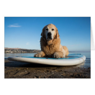 Perro Golden Retriever Sobre Una Tabla De Remo