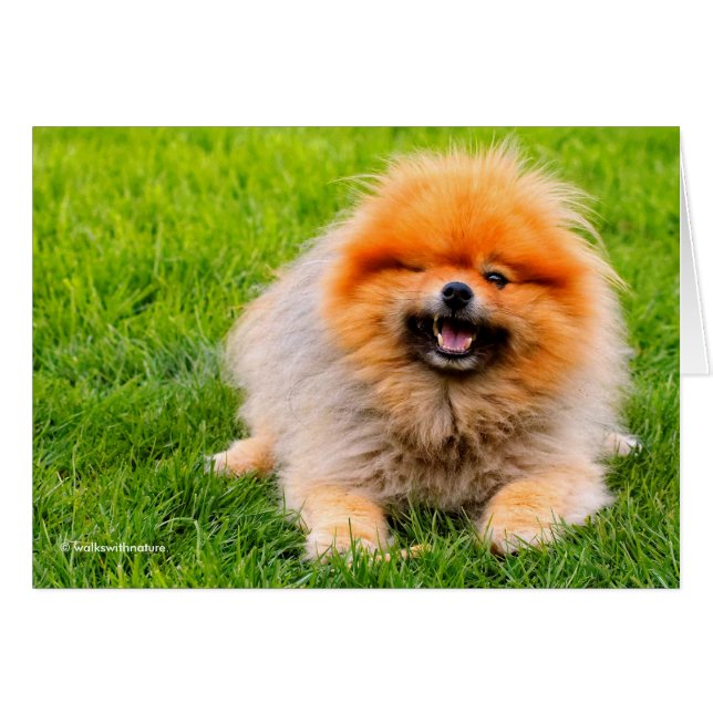 Perro gracioso de Winling Chuckling (Anverso (Horizontal))