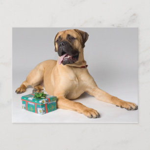 Perro grande de pedigrí con regalo de Navidad