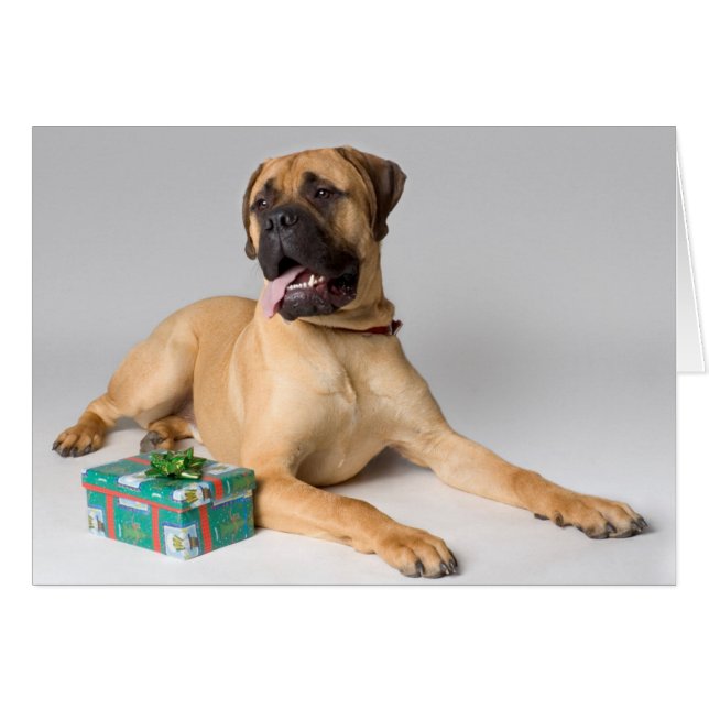 Perro grande de pedigrí con regalo de Navidad (Anverso (Horizontal))