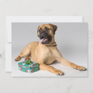 Perro grande de pedigrí con regalo de Navidad