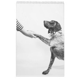 Perro GSP del calendario del Puntero alemán de cor