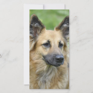 Perro hermoso