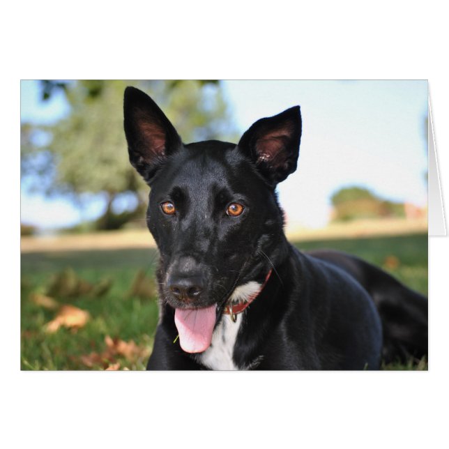 Perro hermoso con ojos de avellano (Anverso (Horizontal))