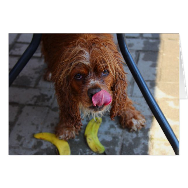 Perro húmedo con banana (Anverso (Horizontal))