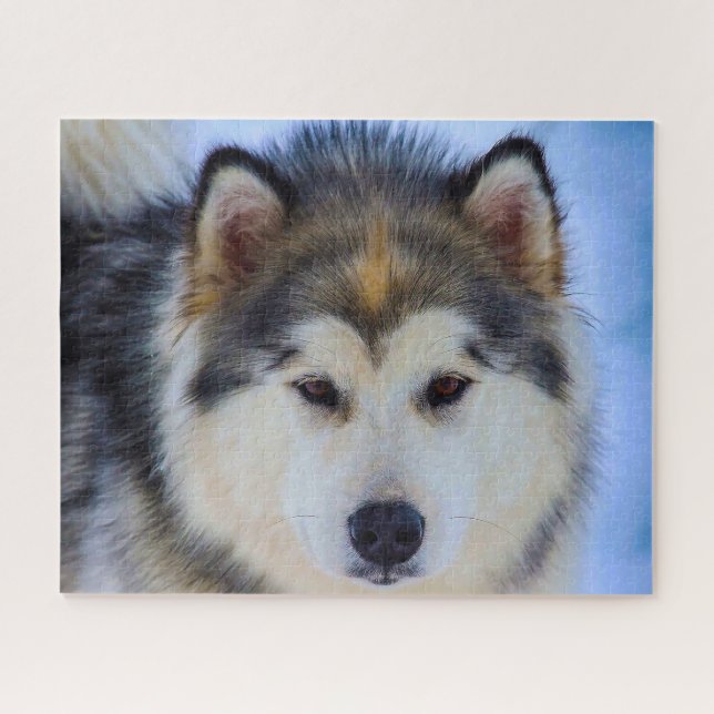 Perro Husky de Alaska. Rompecabezas (Horizontal)