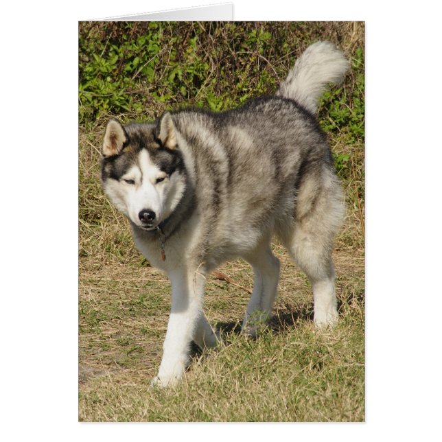 Perro Husky Siberiano (Frente)