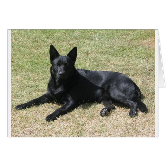 Perro Kelpie australiano (Anverso (Horizontal))