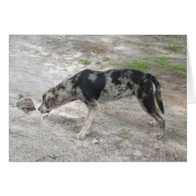 Perro leopardo de Catahoula (Anverso (Horizontal))