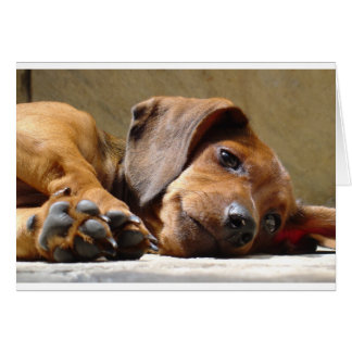 Perro lindo
