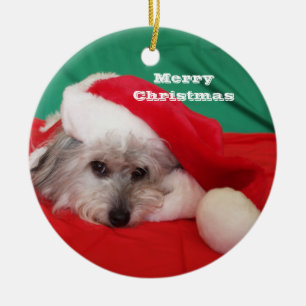 Perro lindo con adorno navideño Gorra