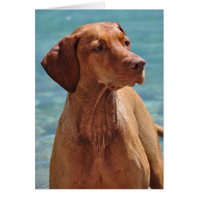 Perro Magyar Vizsla (Frente)
