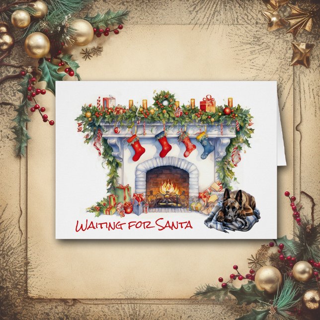 Perro malinés belga esperando a Santa María (Subido por el creador)