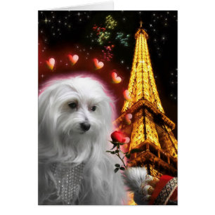 Perro maltés Torre Eiffel ENAMORADO DE NUEVO