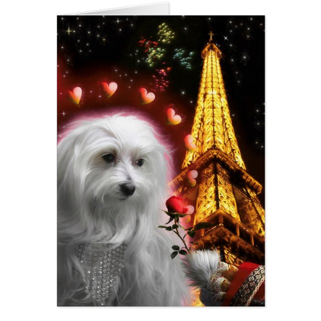 Perro maltés Torre Eiffel ENAMORADO DE NUEVO (Frente)