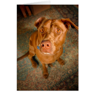 Perro mezclador de pozo de laboratorio de chocolat