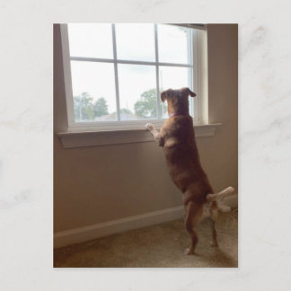 Perro mirando por la postal de la ventana