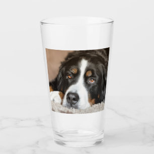 perro montañés bernés