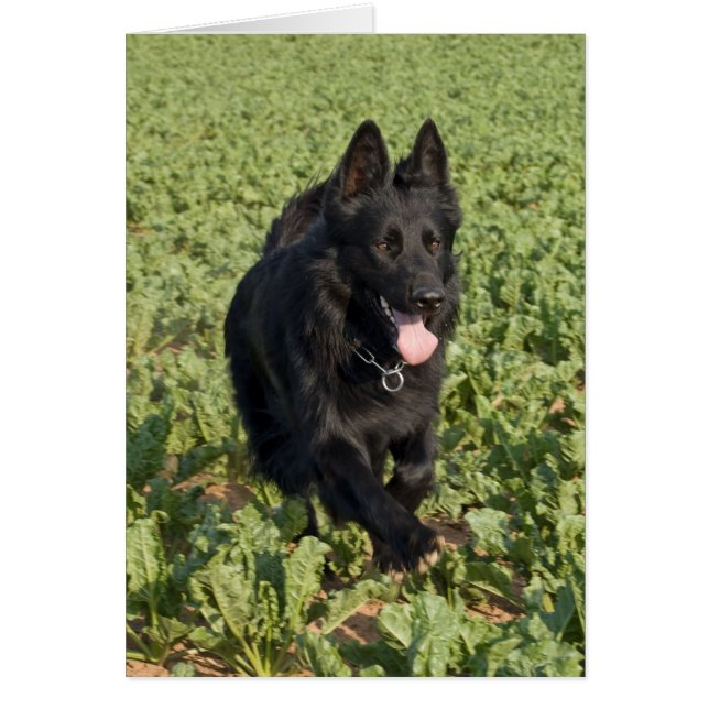 Perro negro (Frente)