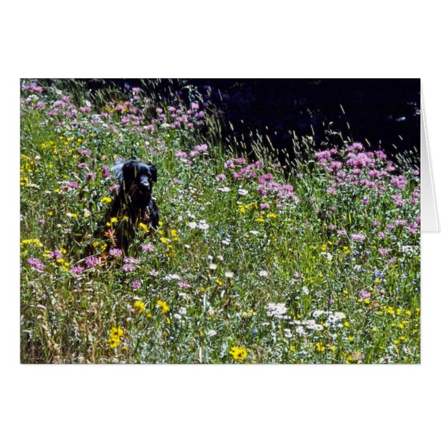 Perro negro en flores (Anverso (Horizontal))