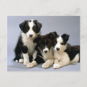 Perro oscuro, tarjetas de fotos de cachorros, rega