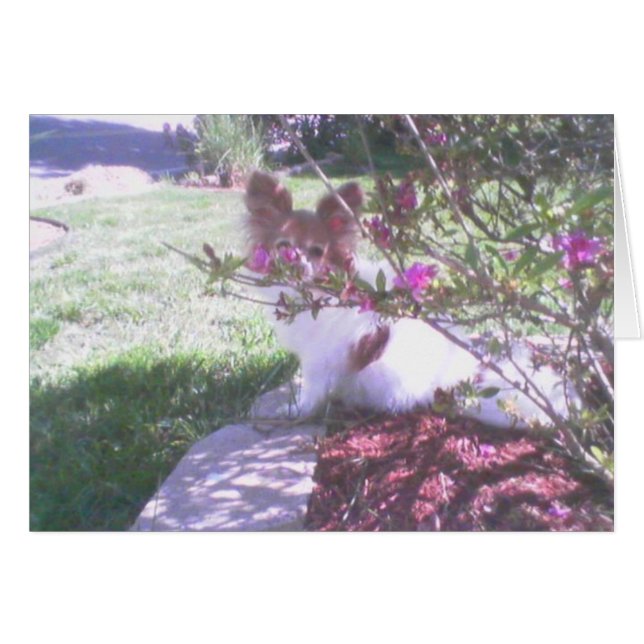 Perro papilón (Anverso (Horizontal))