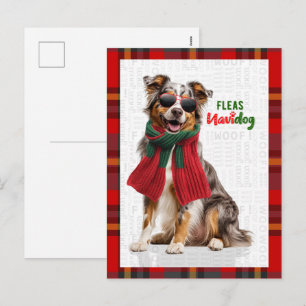 Perro Pastor Australiano Pulgas Navidog Navidad