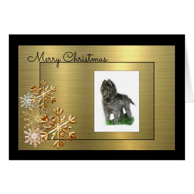 Perro pastor belga (Anverso (Horizontal))