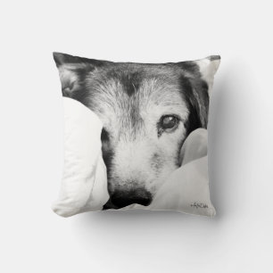 perro pastor blanco negro dormido almohada