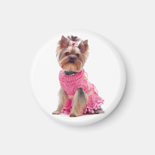 Perro pastor de Yorkshire en un imán de vestiment