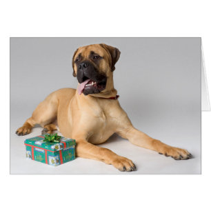 Perro pedigrí grande con el regalo de Navidad